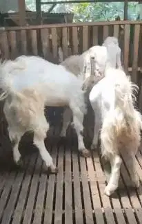 2 ekor bakalan kambing etawa senduro jantan 1 thn TB 90cmUP superan ok
