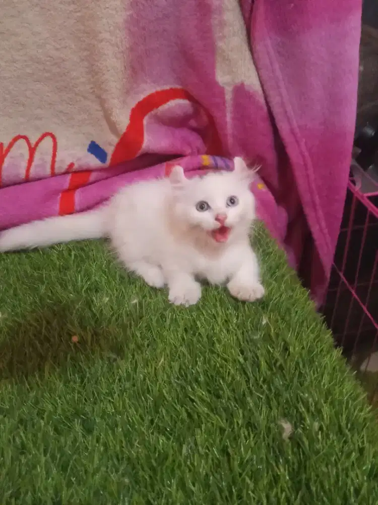 Kucing Munchkin Kinkalow Odd Eye Jantan 3 Bulan