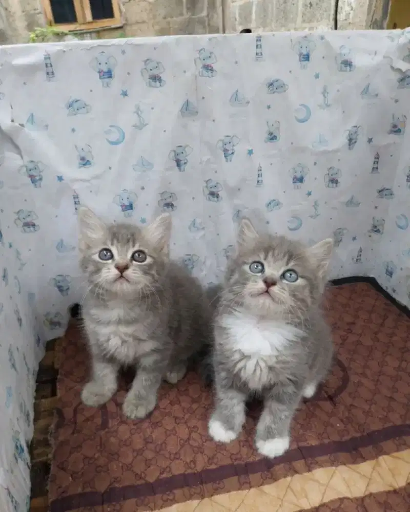 Persia mix BSH 2bulan ada jantan betina