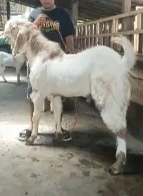 2 ekor bakalan kambing etawa senduro jantan TB 90cmUP 1 thn superan ok