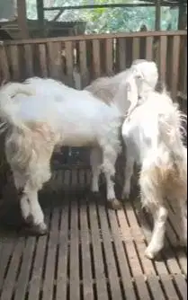 2 ekor bakalan kambing etawa senduro jantan TB 90cmUP 1 thn superan ok