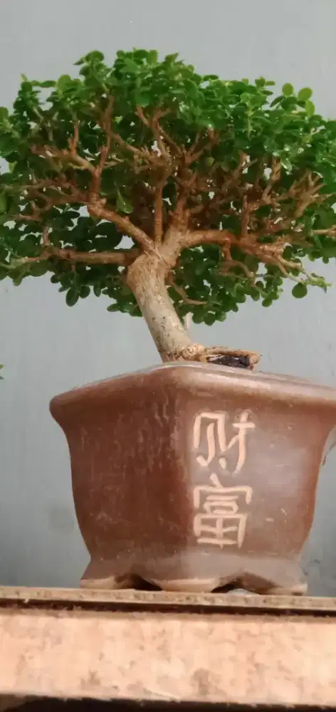 Bonsai mame sancang pot keramik