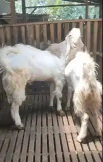 2 ekor kambing etawa senduro jantan TB 90cmUP 1 thn non poel rawatan