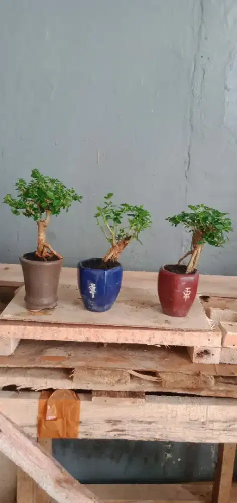 Bonsai sancang shito