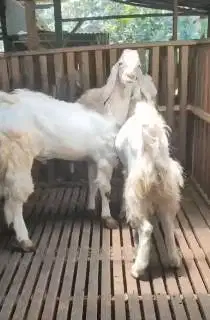 2 ekor bakalan kambing etawa senduro jantan 1 thn TB 90cmUP superan ok