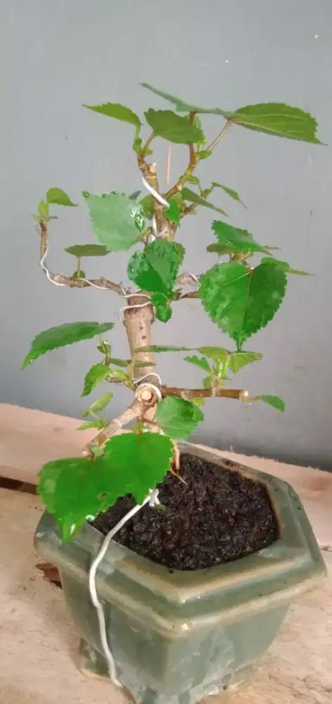 Bonsai waru taiwan pot keramik