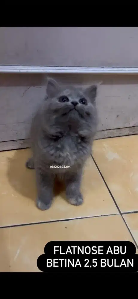Kucing flatnose abu