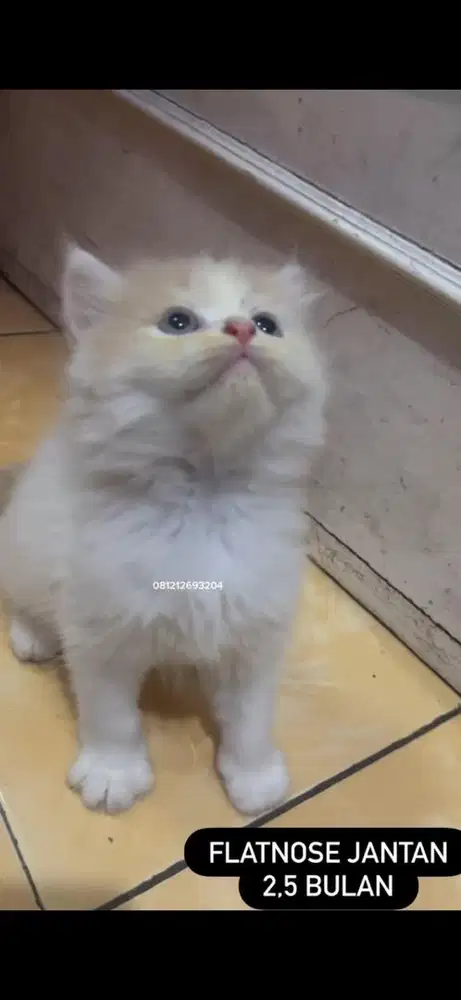 Kucing flatnose kitten