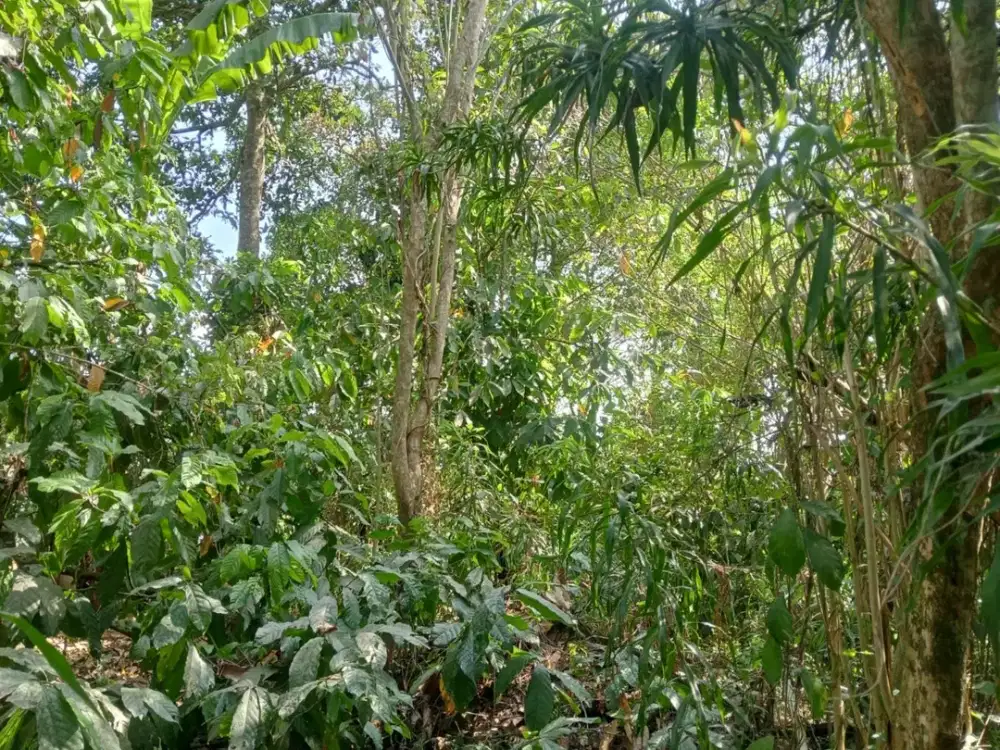 Dijual Tanah Murah Los Sungai di Batuaji Legalitas SHM