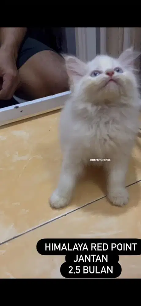 Kucing persia kitten