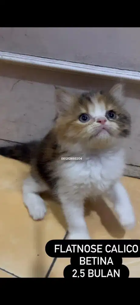 Kucing flatnose calico
