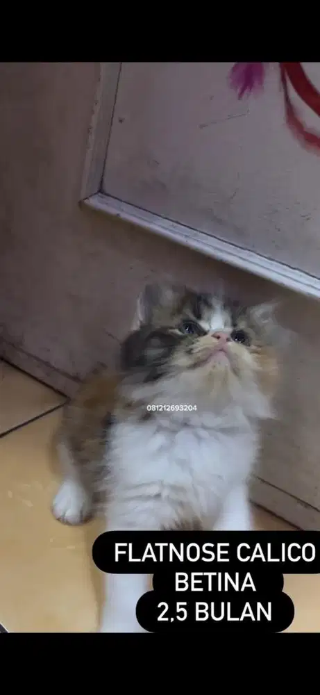 Kucing calico flatnose