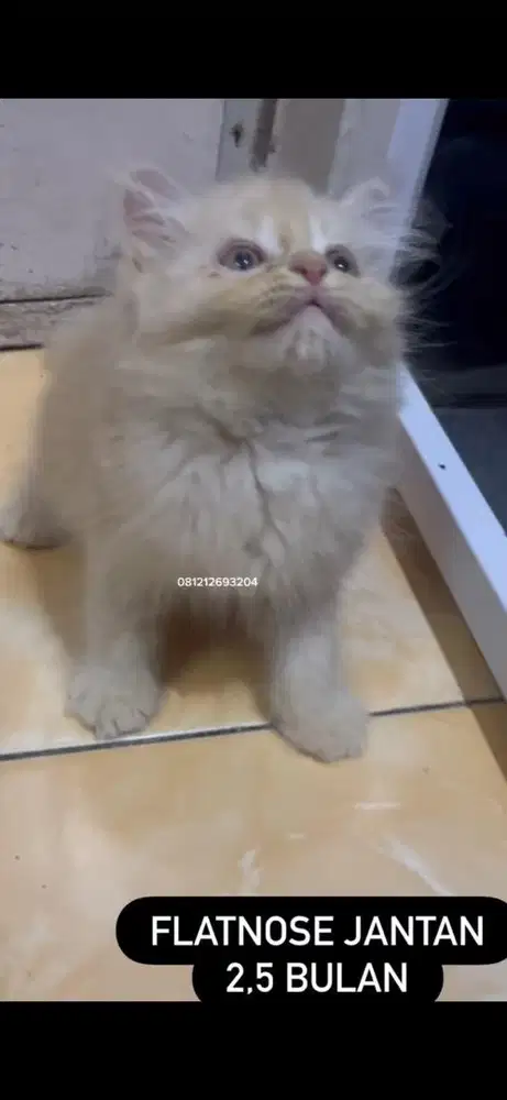 Kucing flatnose kitten