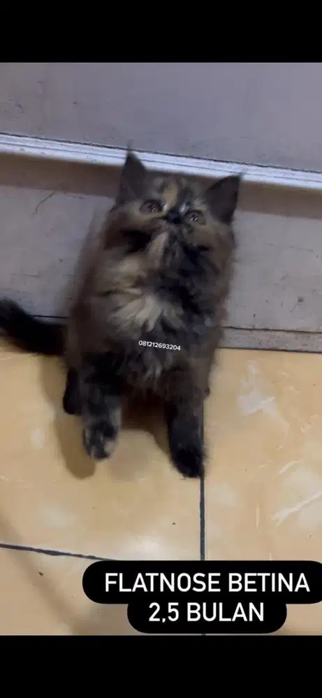 Kucing flatnose tortie