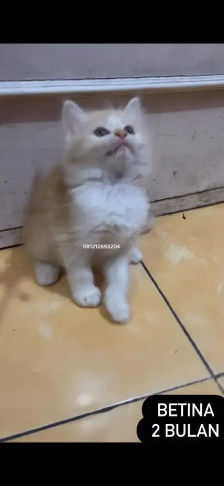 Kucing persia kitten