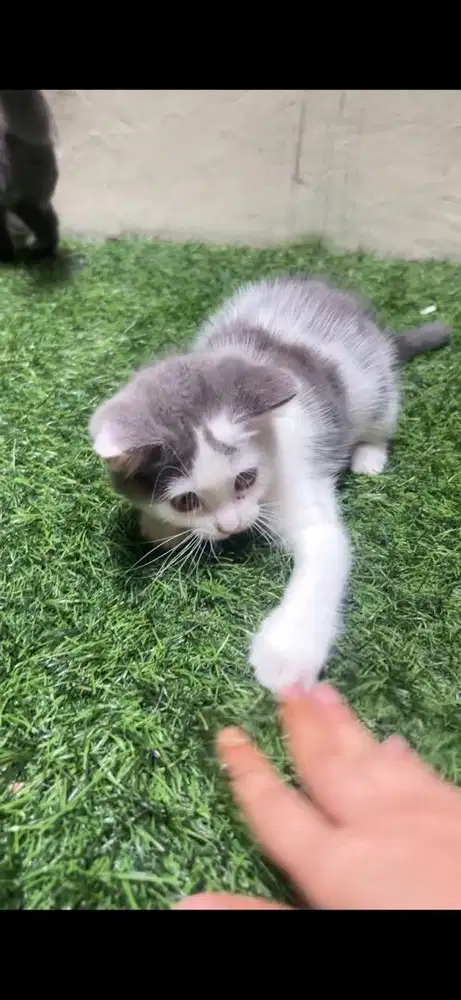 bsh x munchkin female 3 bulan