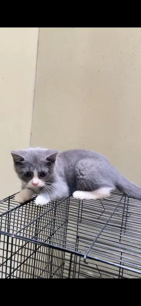 bsh x munchkin betina 3 bulan