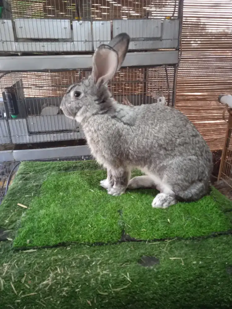 Kelinci Flemish Giant indukan