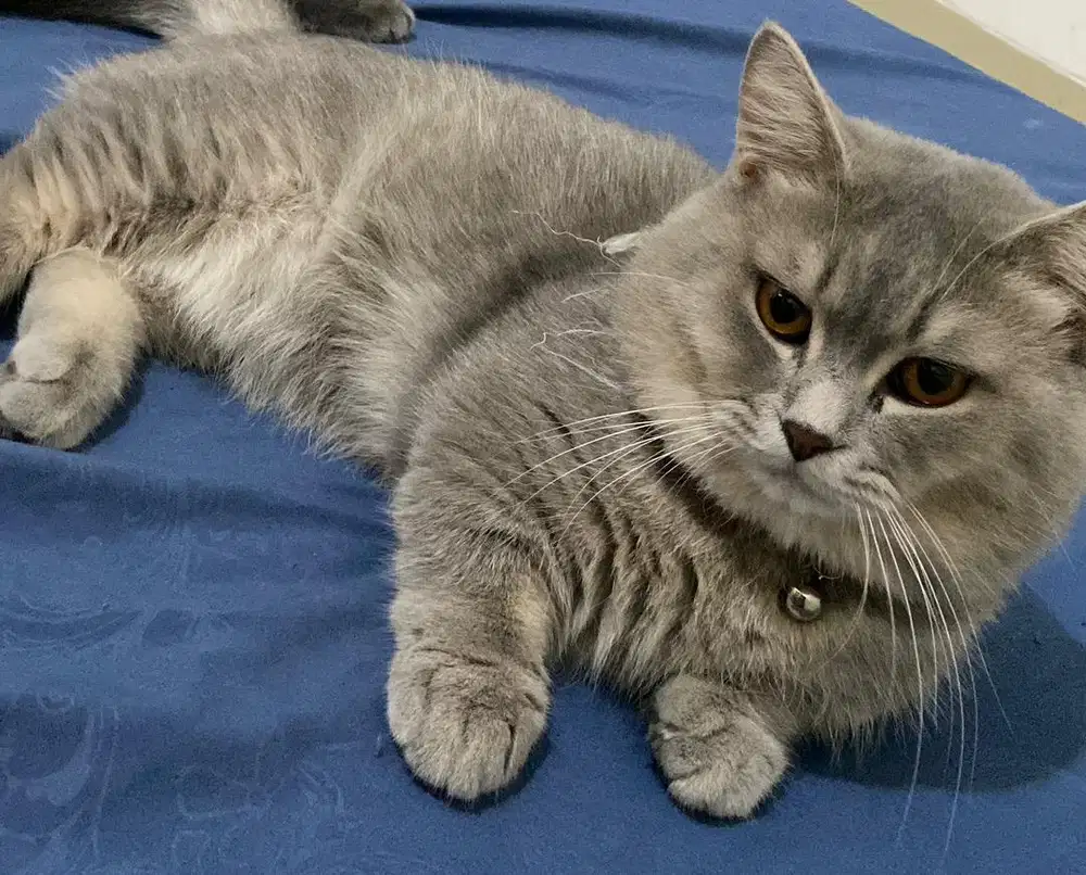 Kucing munchkin bsh british shorthair british short hair