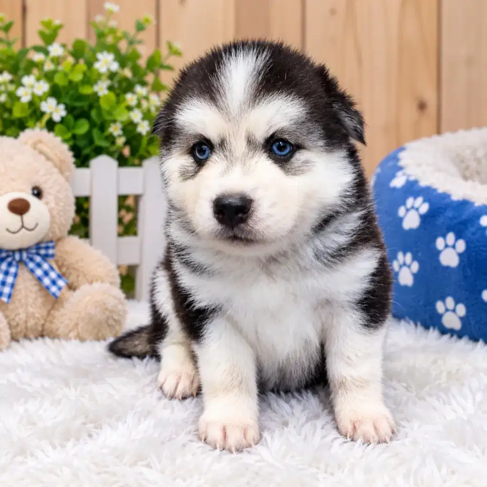 Siberian Husky Betina  . jantan ada yg full white medan