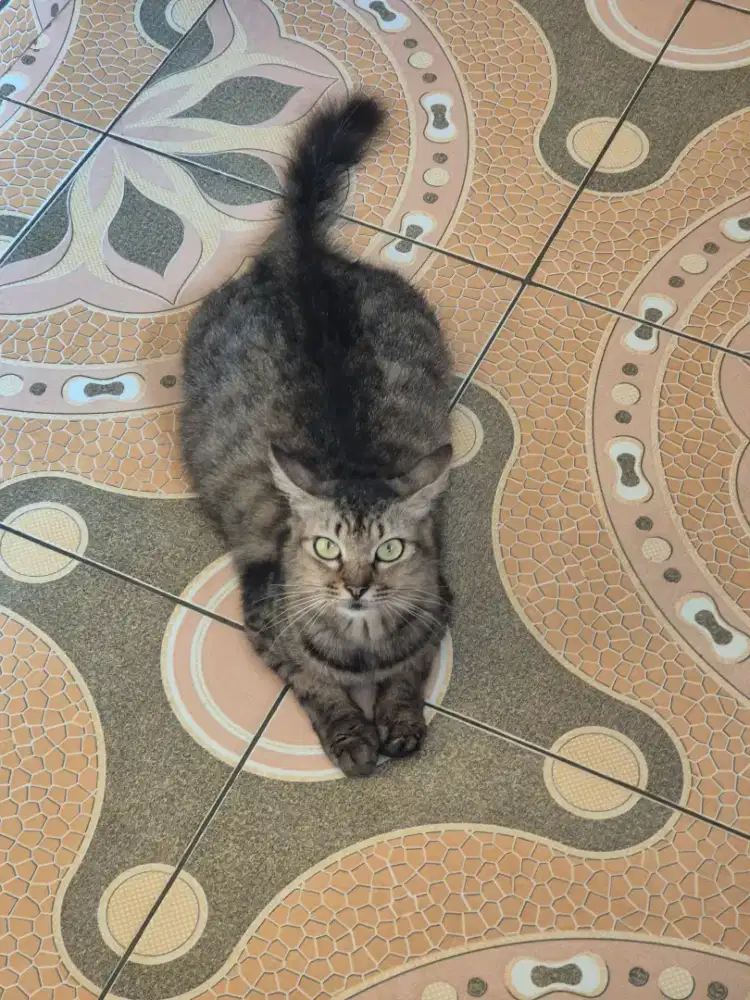 Open Adopt Buat Pecinta Kucing yang mampu merawat