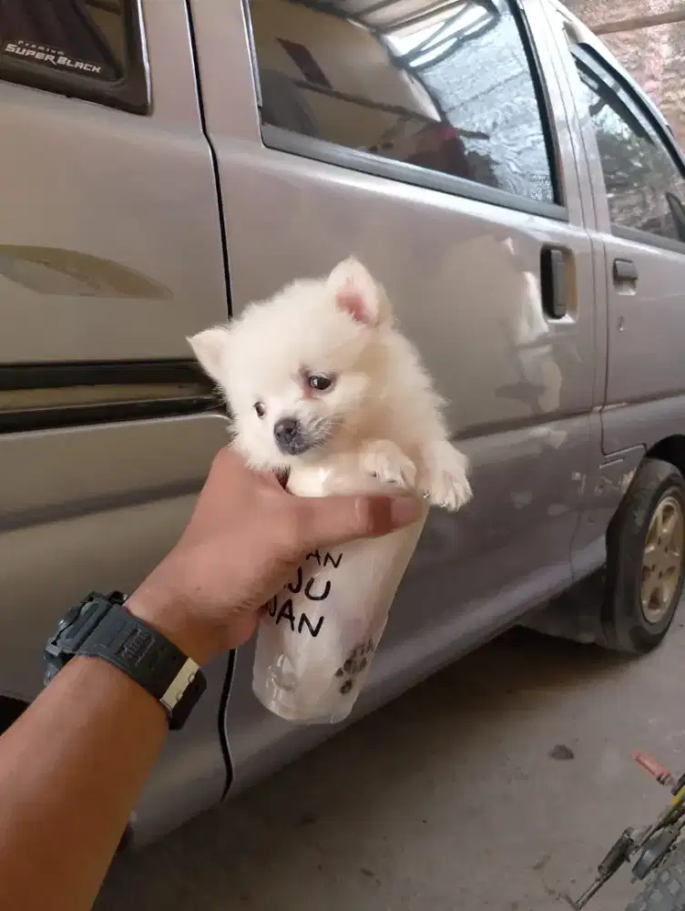 Super minipom betina 2 bln non stbm
