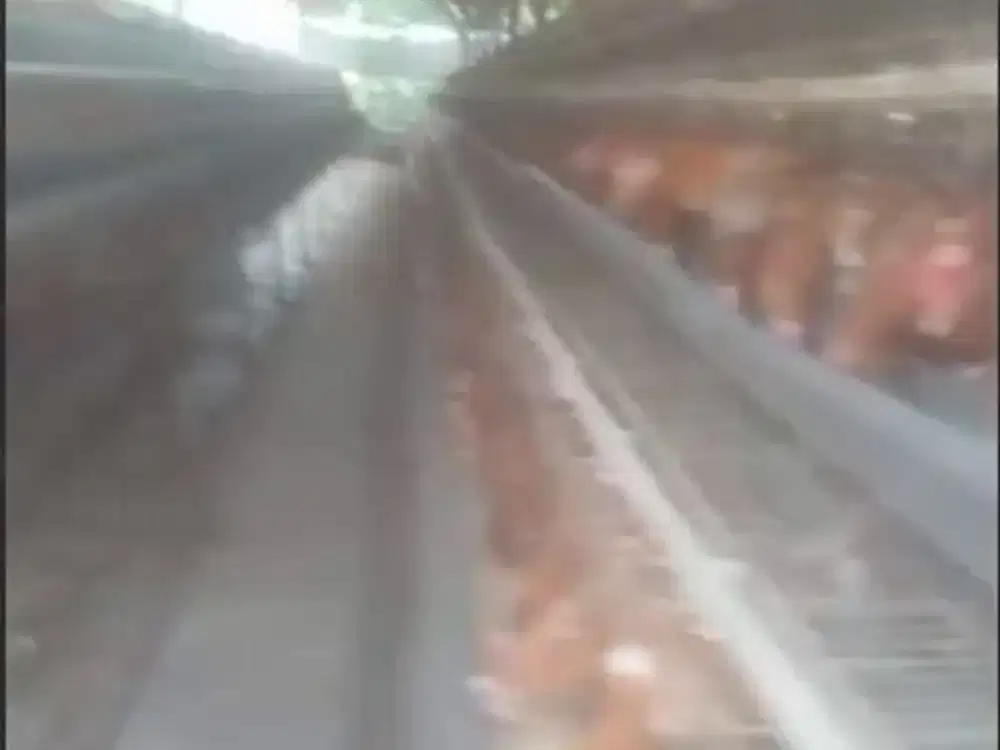 JUal Kandang Ayam Petelur Kapasitas 5000 ekor Mess dan Gudang