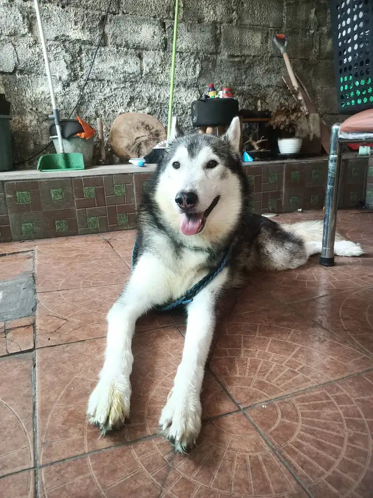 Siberian Husky Jantan