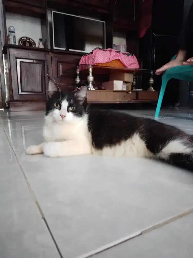 Free hibah kucing domestik hitam putih bulu panjang tangerang