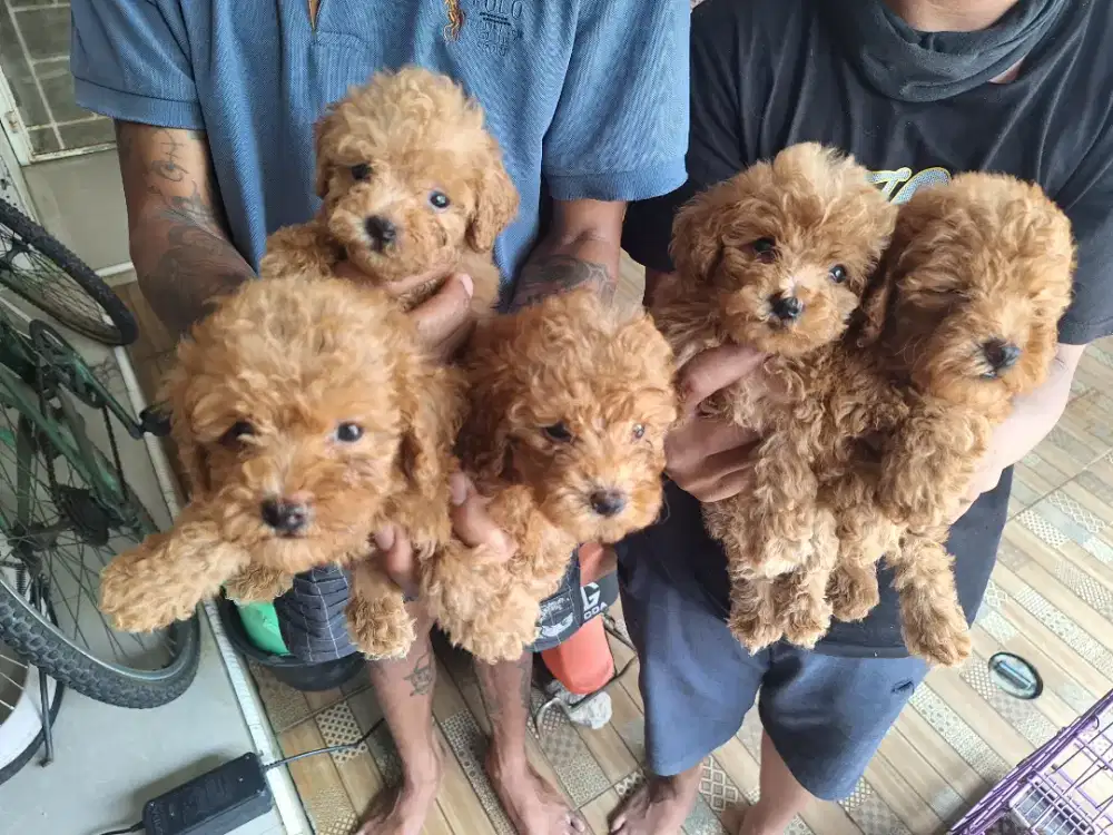 Dijual anakan poodle