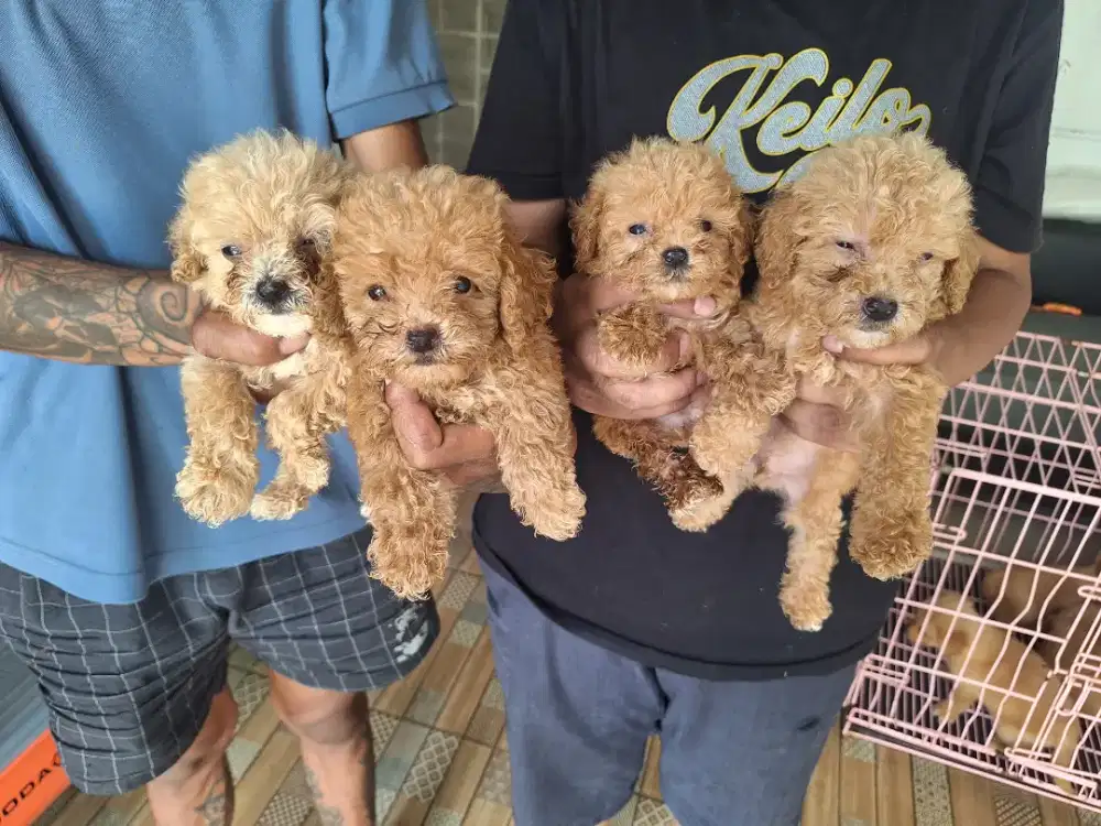 Dijual anakan poodle