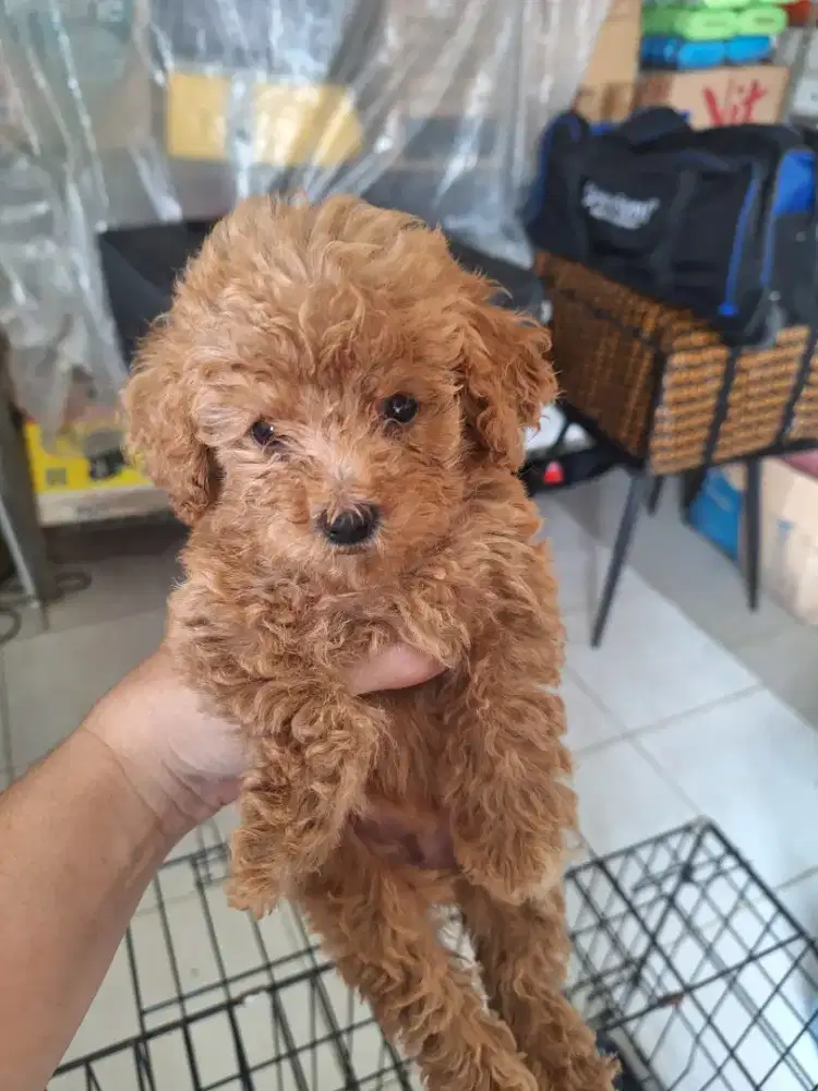 Dijual anakan poodle