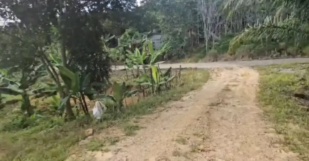 Tanah kebun di jual