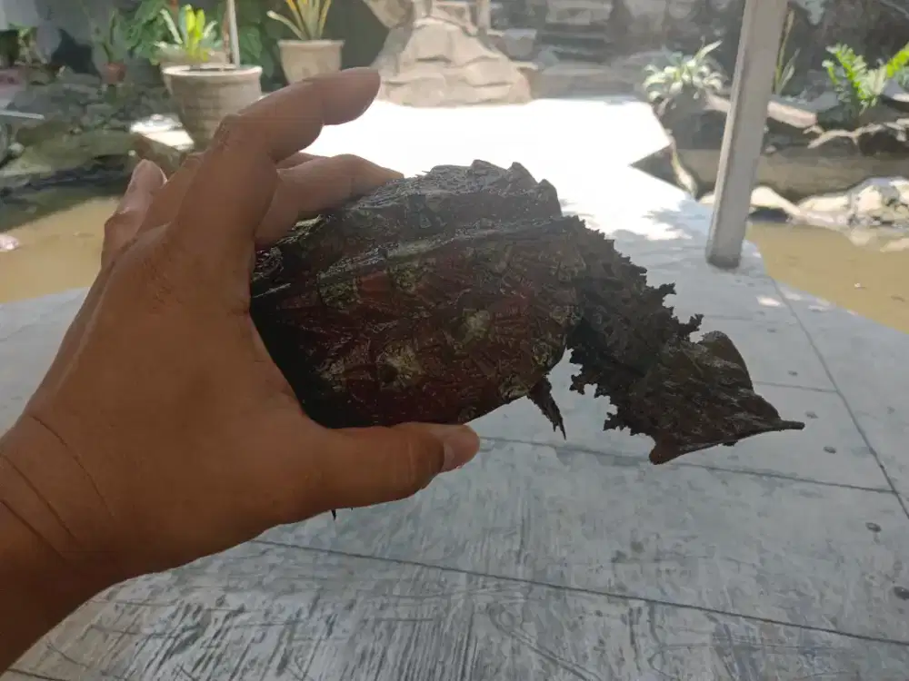 Kura Kura Mata Mata Peruvian