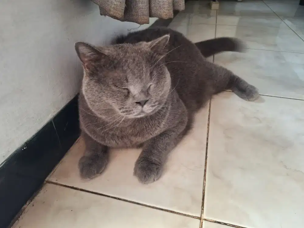 Kucing BSH, non pedigree