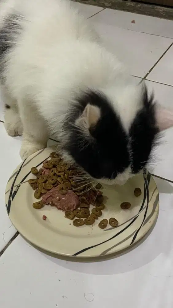 Kucing Persia Long Hair