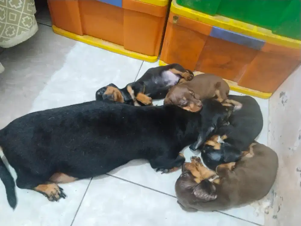 Anjing tekel asli
