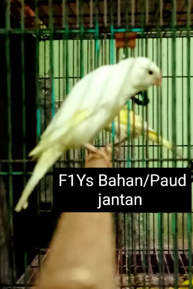 Kenari F1Ys bahan/Paud jantan