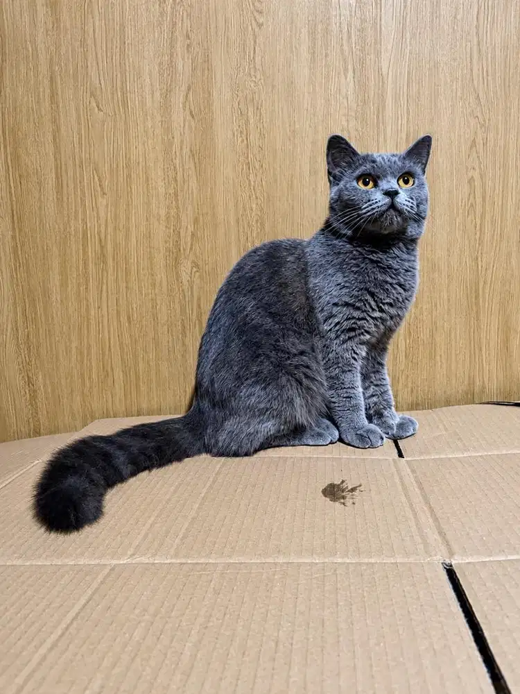 British short hair betina ped cfa