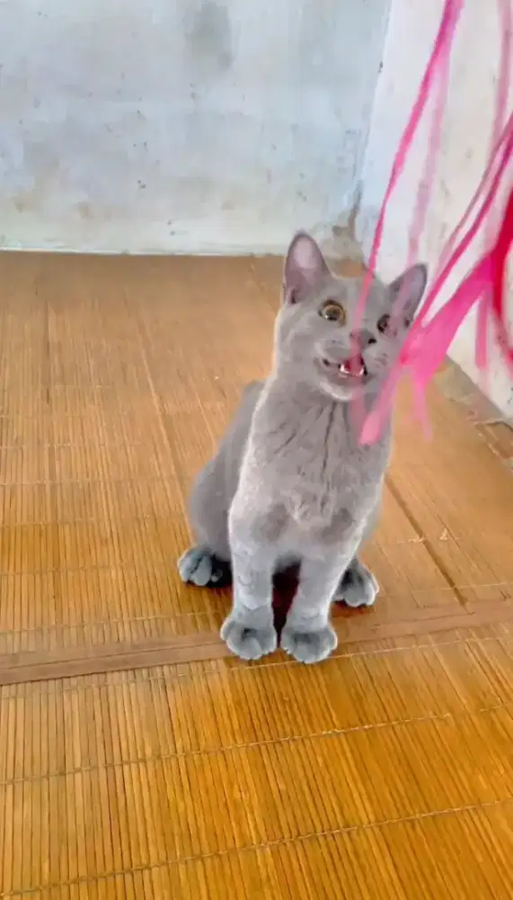 Kucing British short hair BSH
