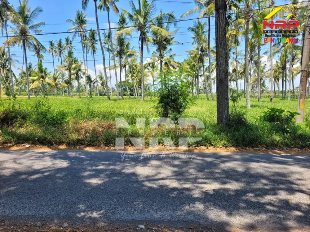 Dijual Tanah Sawah Murah tepi Jalan Desa Gladag - Gintangan
