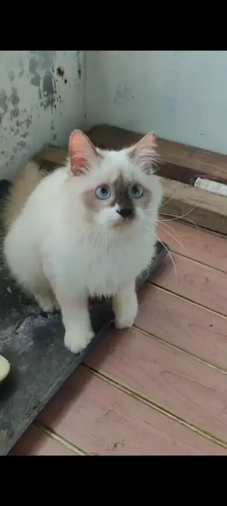 kucing ragdol jantan