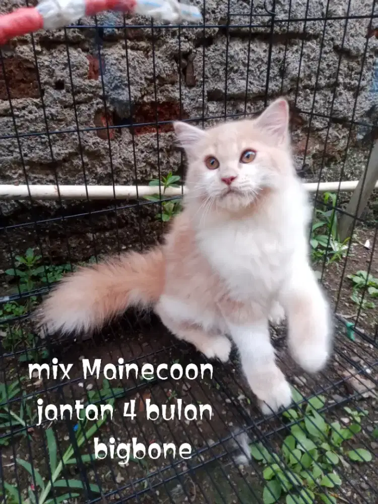 Kucing Persia mix mco