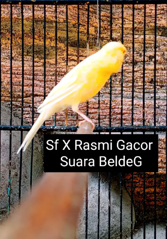 Kenari Sf X Rasmi Gacor Ewer2
