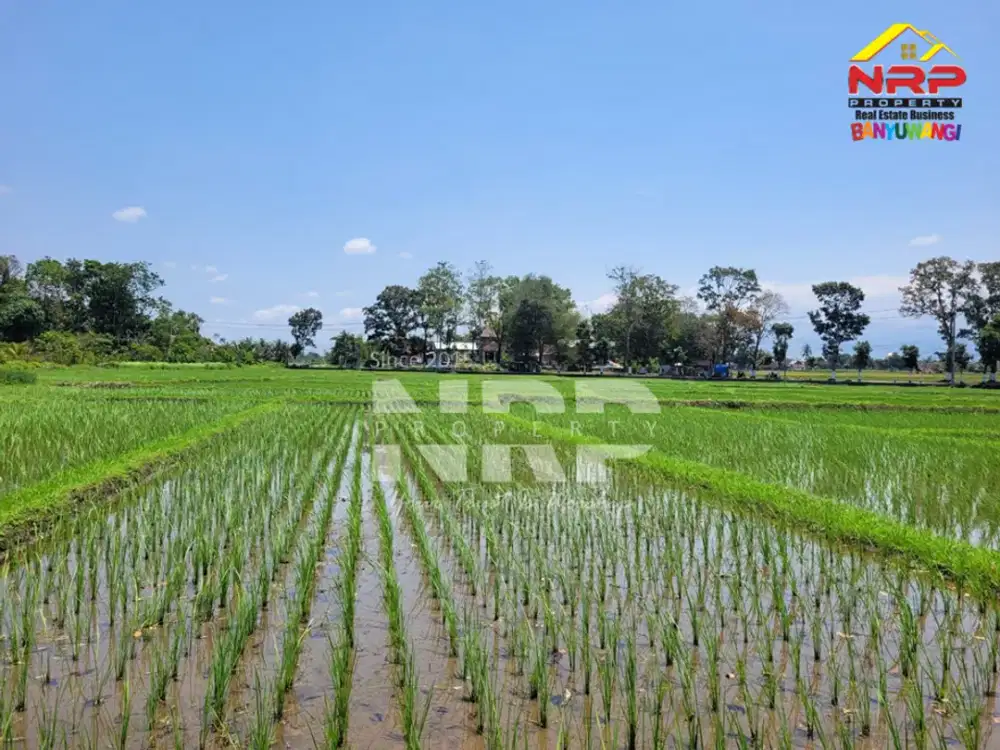 Dijual Tanah Sawah Murah 100 jutaan Produktif di Alasmalang - Banyuwangi