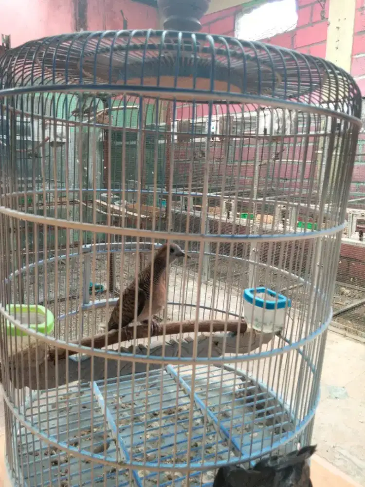 Perkutut bangkok