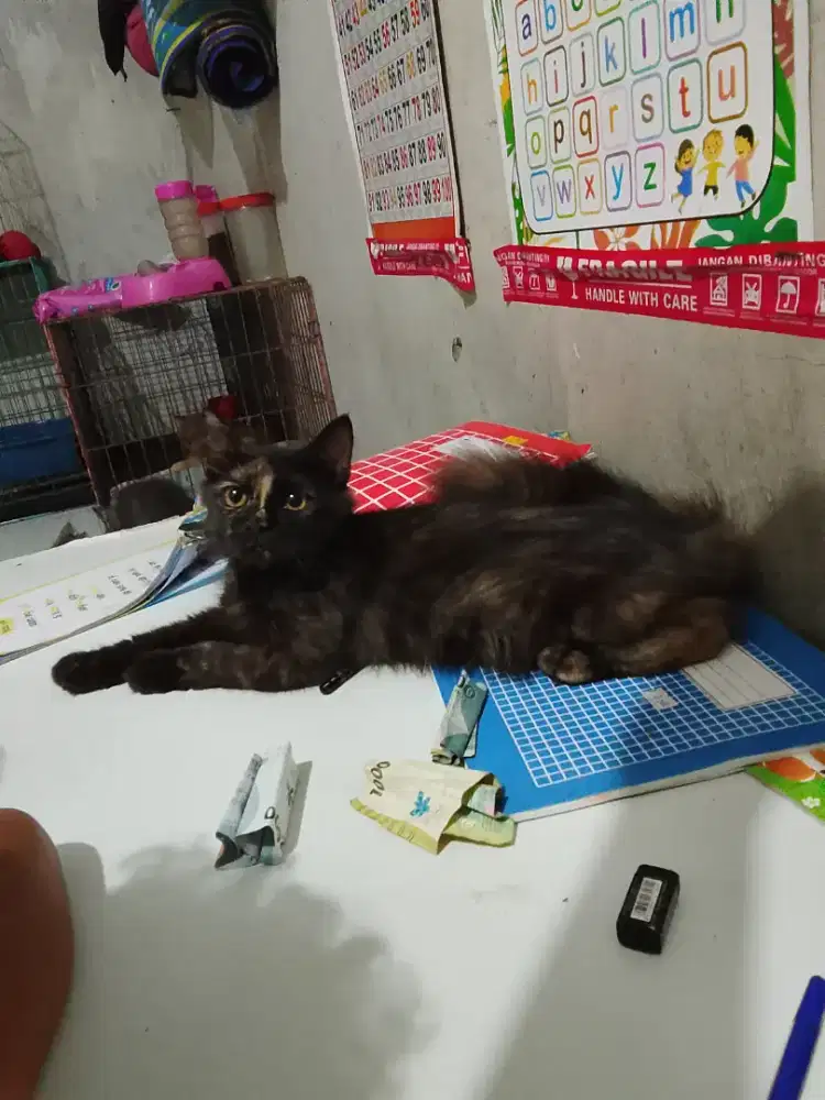 Persia Calico betina 4bulan