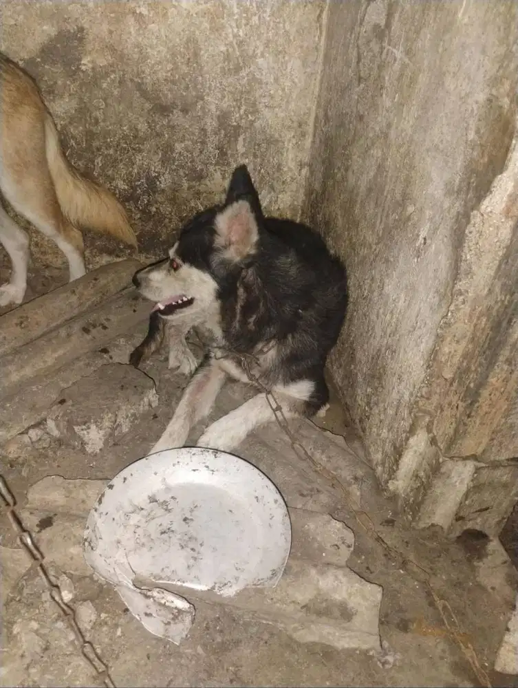 Husky di kawinkan sama herder kok jadi gini