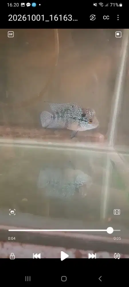 Ikan louhan srm cilnong