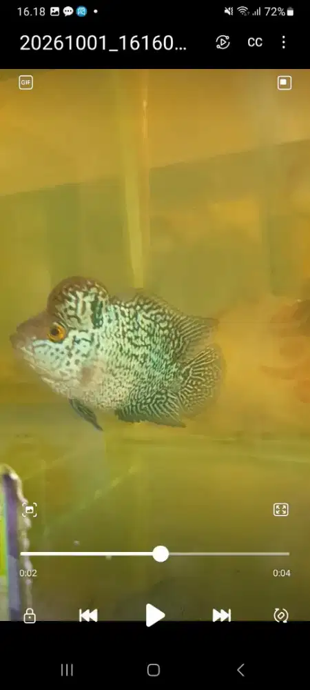 Ikan louhan srm cilnong